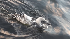 Larus