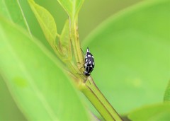Mordella tetraspilota