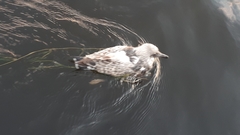 Larus