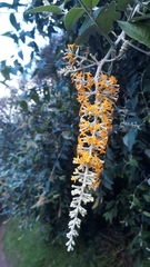 Buddleja madagascariensis