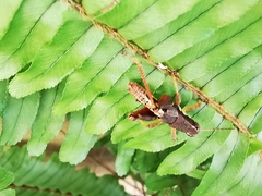 Huastecacris truncatipennis