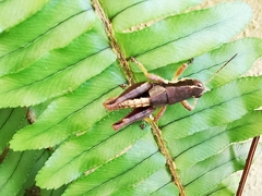 Huastecacris truncatipennis