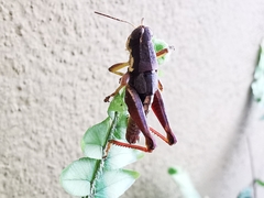 Huastecacris truncatipennis