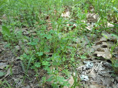 Galium virgatum