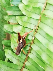 Huastecacris truncatipennis