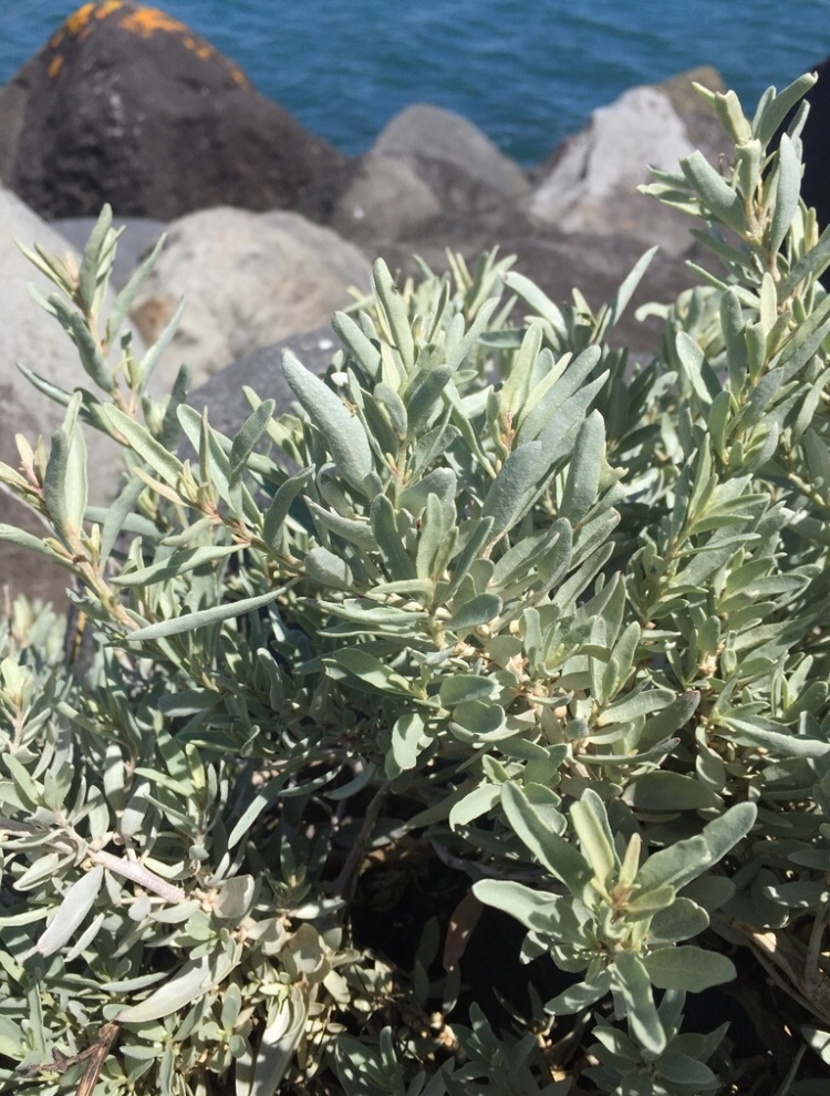 Saltbushes (Genus Atriplex)  iNaturalist