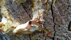Diaperinae