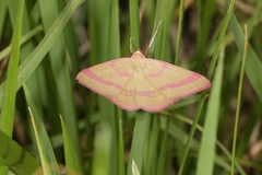 Rhodostrophia calabra