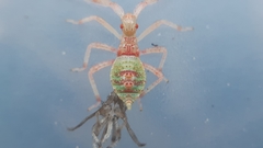 Gonocerus juniperi