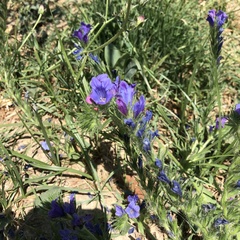 Echium plantagineum