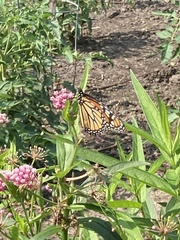 Danaus plexippus