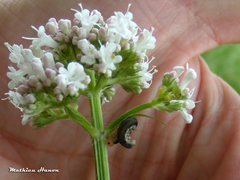 Macrophya albicincta