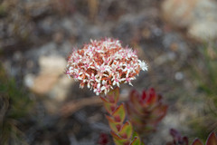Crassula undulata