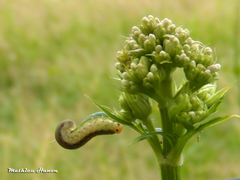 Macrophya albicincta