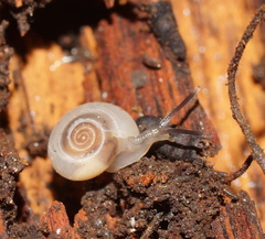 Meredithena dandenongensis