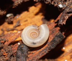 Meredithena dandenongensis