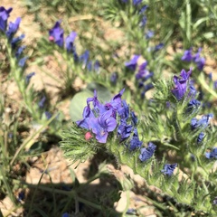 Echium plantagineum