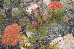 Crassula undulata