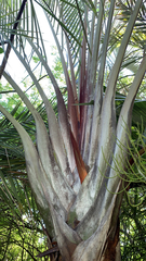Dypsis decaryi