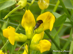 Variimorda villosa