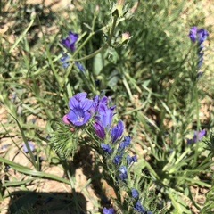 Echium plantagineum