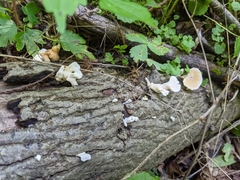 Loweomyces fractipes