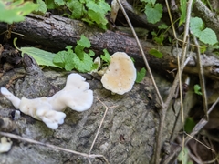 Loweomyces fractipes