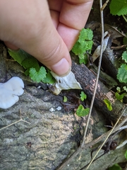 Loweomyces fractipes