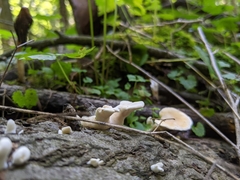 Loweomyces fractipes