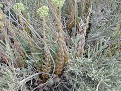 Petrosedum sediforme