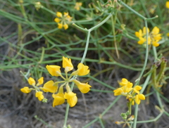 Coronilla juncea