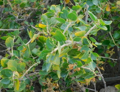 Withania frutescens