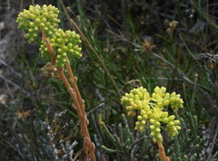 Petrosedum sediforme