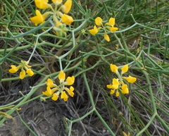 Coronilla juncea