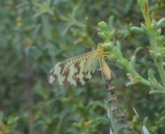 Nemoptera bipennis
