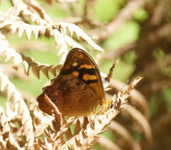 Heteronympha banksii