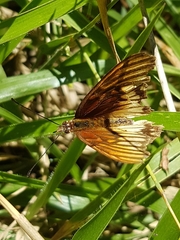 Dione moneta butleri