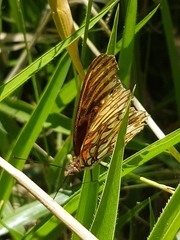 Dione moneta butleri