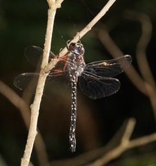 Austroaeschna multipunctata