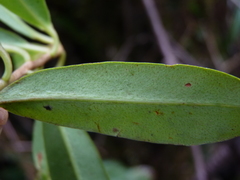 Primulaceae