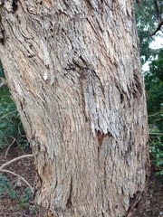 Eucalyptus melliodora