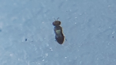 Aphelinidae