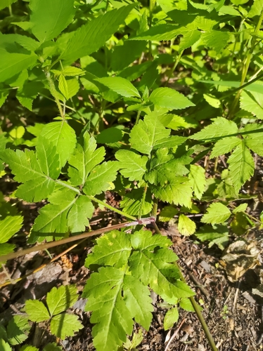bluntseed sweetroot (Osmorhiza depauperata)
