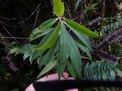 Primulaceae