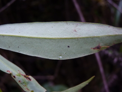 Primulaceae