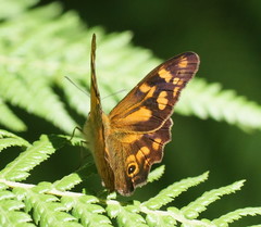 Heteronympha banksii