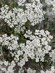 Eriogonum giganteum
