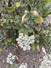 Eriogonum giganteum