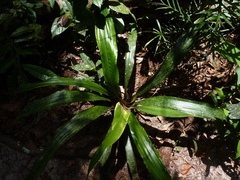 Rapateaceae