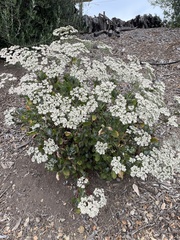 Eriogonum giganteum